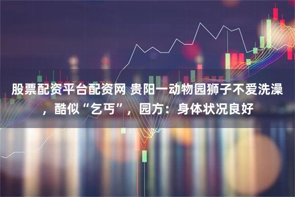 股票配资平台配资网 贵阳一动物园狮子不爱洗澡，酷似“乞丐”，园方：身体状况良好