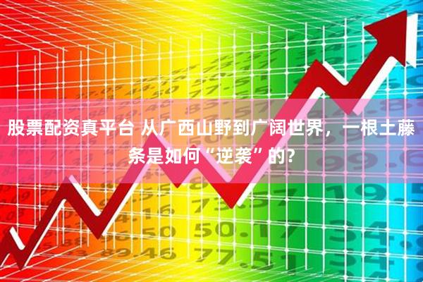 股票配资真平台 从广西山野到广阔世界，一根土藤条是如何“逆袭”的？