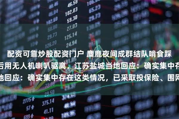 配资可靠炒股配资门户 麋鹿夜间成群结队啃食踩踏作物，农户不堪其扰后用无人机喇叭驱离，江苏盐城当地回应：确实集中存在这类情况，已采取投保险、围网等措施