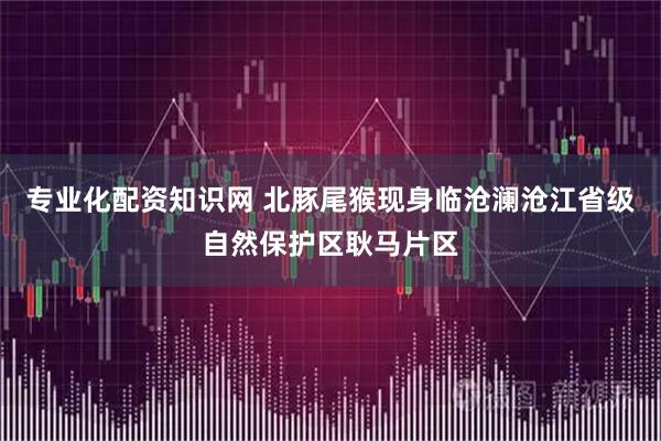 专业化配资知识网 北豚尾猴现身临沧澜沧江省级自然保护区耿马片区